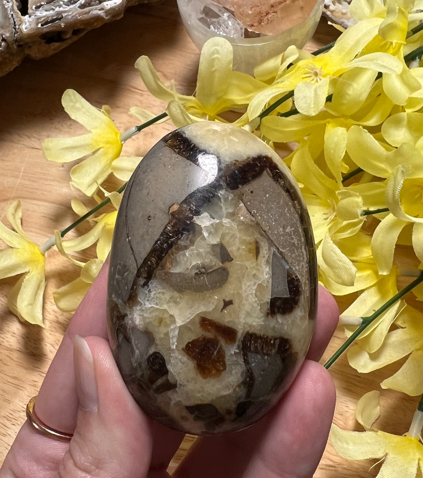 SEPTARIAN PALMSTONE