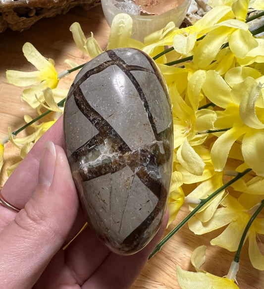 SEPTARIAN PALMSTONE